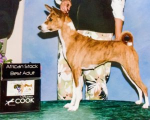 African basenji