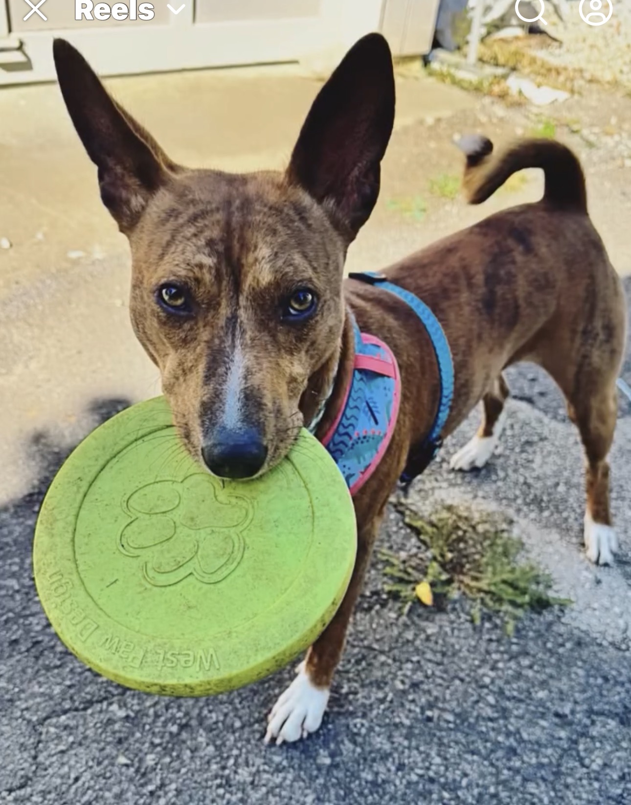 Zeppy and his frisbee