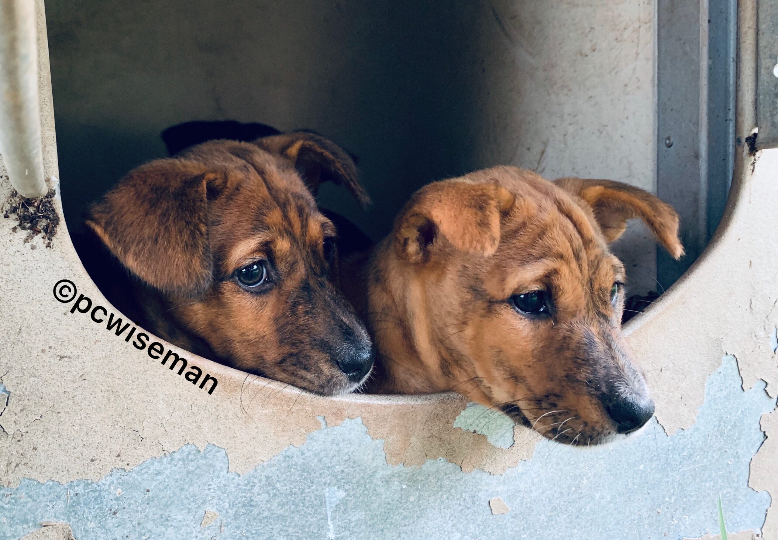 eZy Watermark_24-08-2019_05-19-06PM